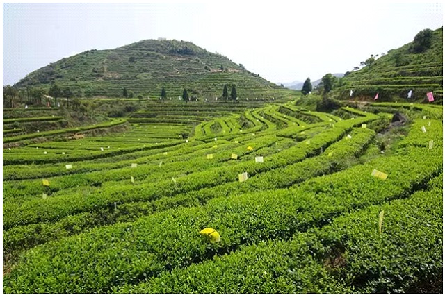 1527836825004067519.jpg 201605291140301616.jpg